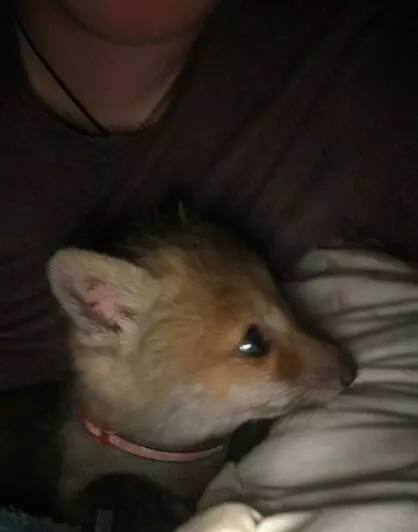 Калининградец выходил лисёнка-сиротку и нашёл свою любовь Калининградец выходил лисёнка-сиротку и нашёл свою любовь