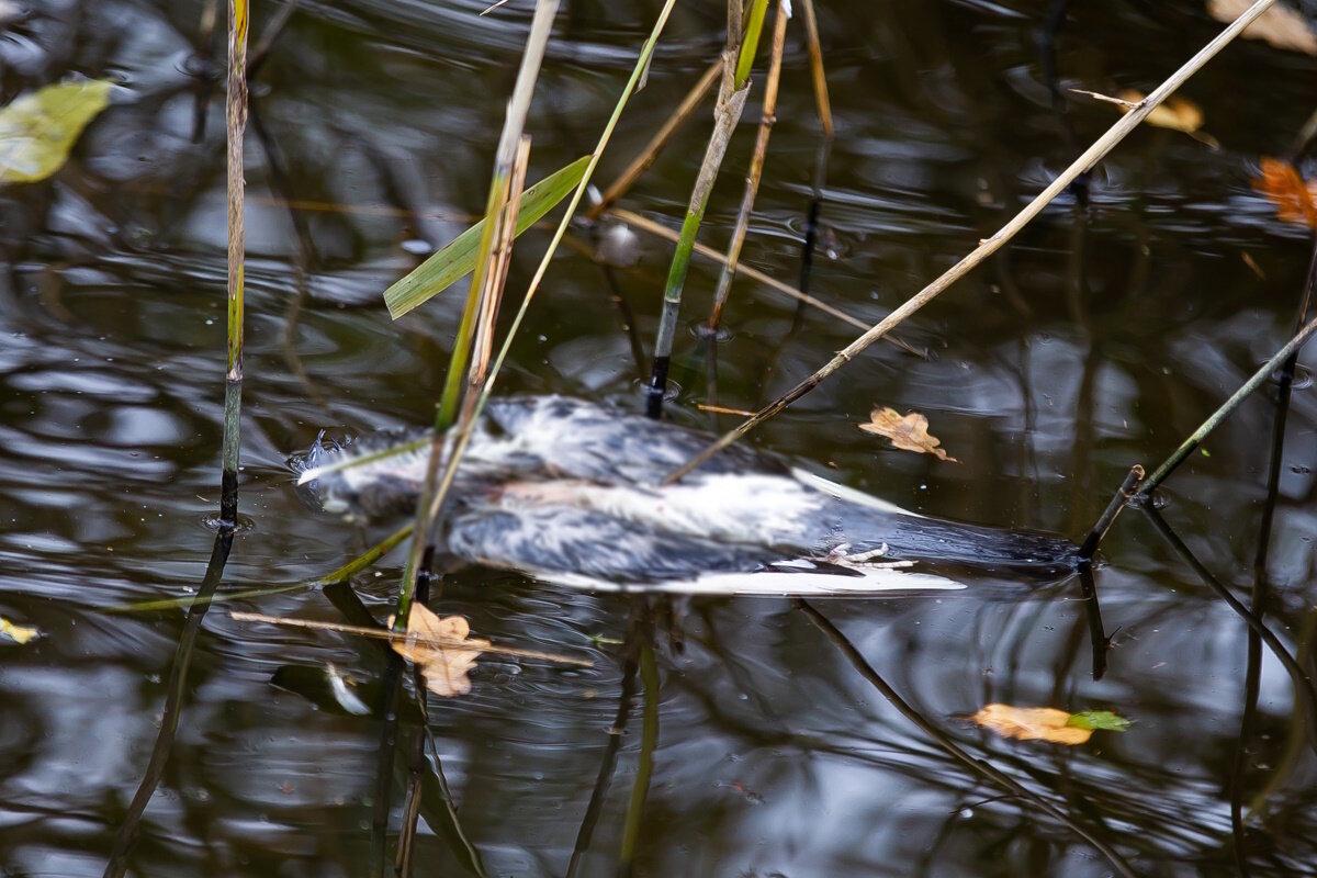 Причиной гибели голубей на Летнем озере могло стать отравление Причиной гибели голубей на Летнем озере могло стать отравление