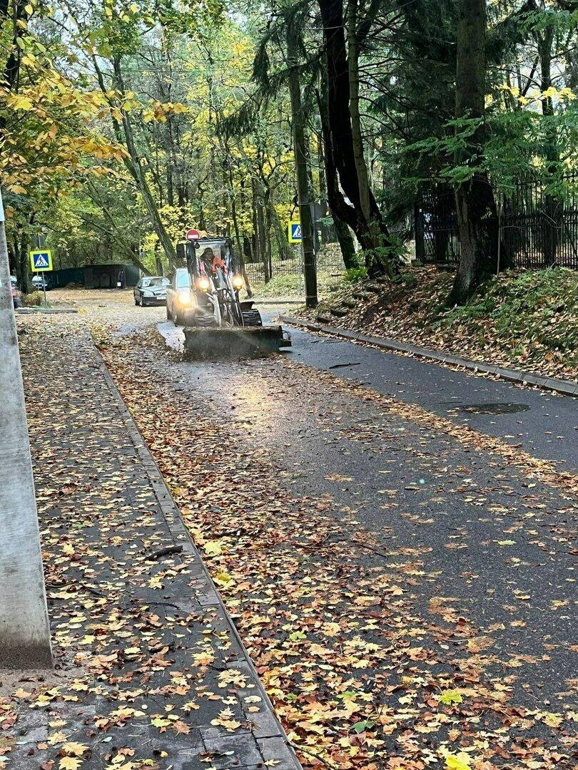 В Светлогорске поваленные ветром деревья погромили заборы и линии электропередач