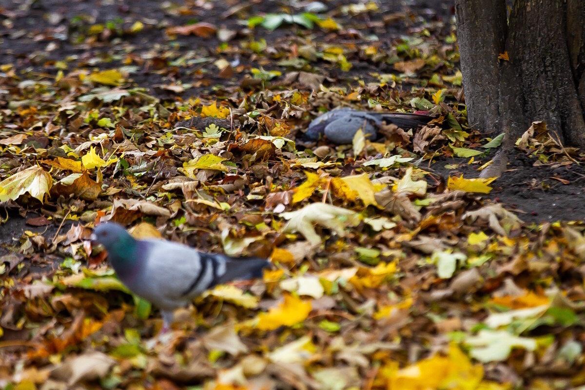 Причиной гибели голубей на Летнем озере могло стать отравление