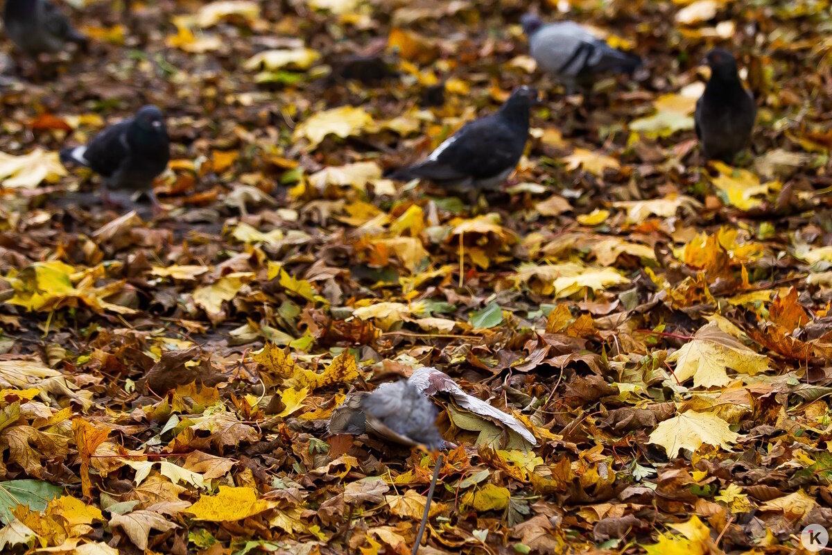 Причиной гибели голубей на Летнем озере могло стать отравление Причиной гибели голубей на Летнем озере могло стать отравление