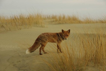 1 ноября — Лисий день. Лисы вольготно чувствуют себя в национальном парке «Куршская коса», потому что там нет волков