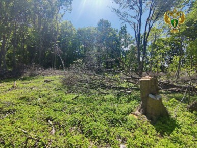 По материалам проверки природоохранной прокуратуры возбуждено уголовное дело по факту незаконной рубки лесных насаждений