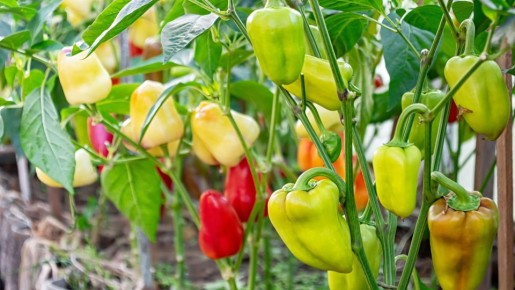 Перцы вырастут сладкими и ароматными: соблюдайте одно правило при поливе