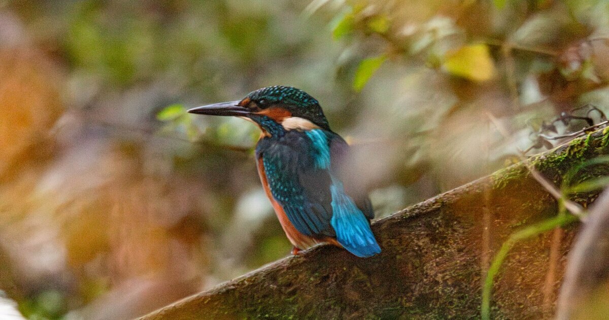 Потрогать зимородка: калининградский фотограф рассказала, как «охотится» за птицами (фото)