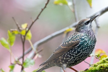 Любуемся прекрасными кадрами «охотницы» на пернатых и чувствуем себя частью их удивительного мира