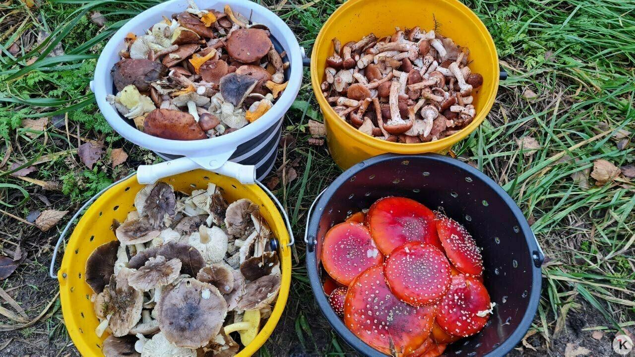 В Краснознаменском районе уродились долгожданные мохнатые опята В Краснознаменском районе уродились долгожданные мохнатые опята