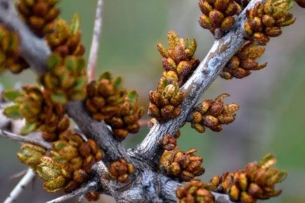 Энергия природы в вашем саду: как добиться успеха с облепихой сорта Алей