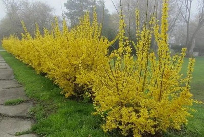 В Калининграде в честь военных высадили 18 форзиций