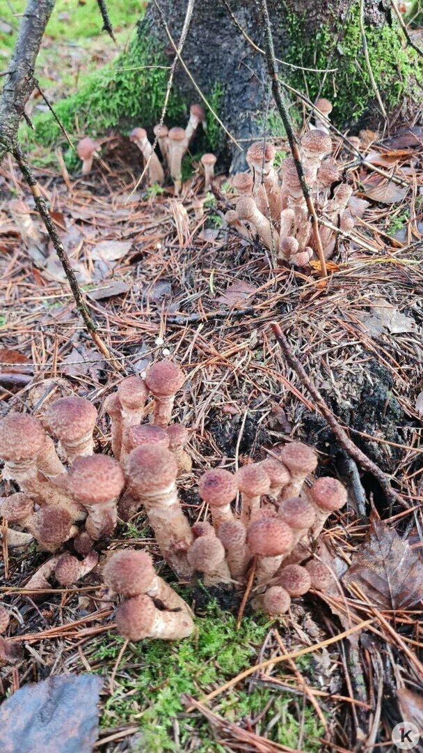 В Краснознаменском районе уродились долгожданные мохнатые опята В Краснознаменском районе уродились долгожданные мохнатые опята