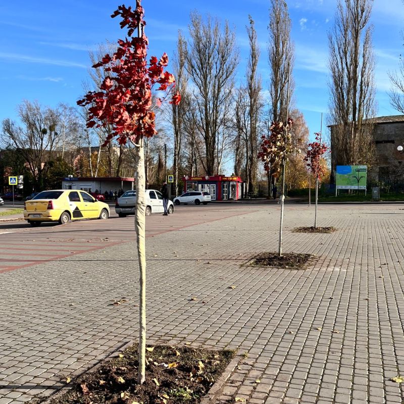 Провели работы по озеленению территории парка на набережной в Полесске Провели работы по озеленению территории парка на набережной в Полесске