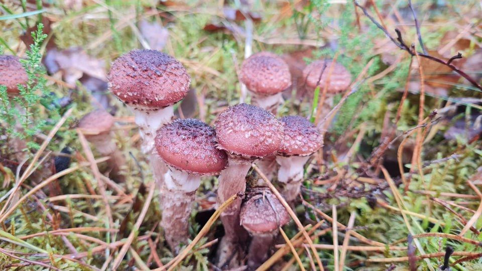 В Калининградской области в ноябре собирают полные вёдра грибов