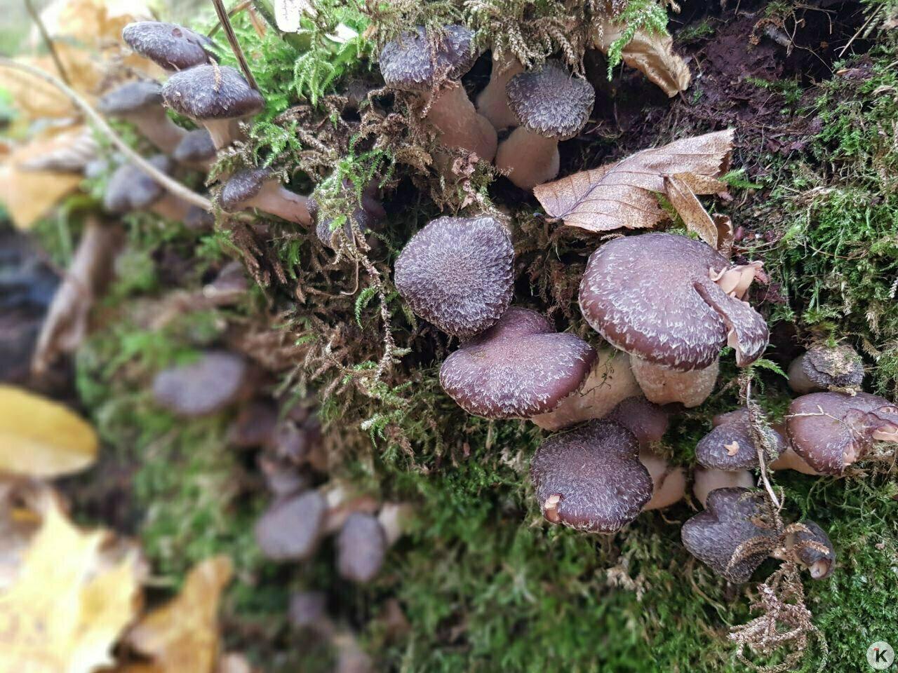 В Краснознаменском районе уродились долгожданные мохнатые опята В Краснознаменском районе уродились долгожданные мохнатые опята
