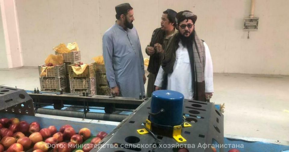 Россия стала покупать гранаты и яблоки в Афганистане