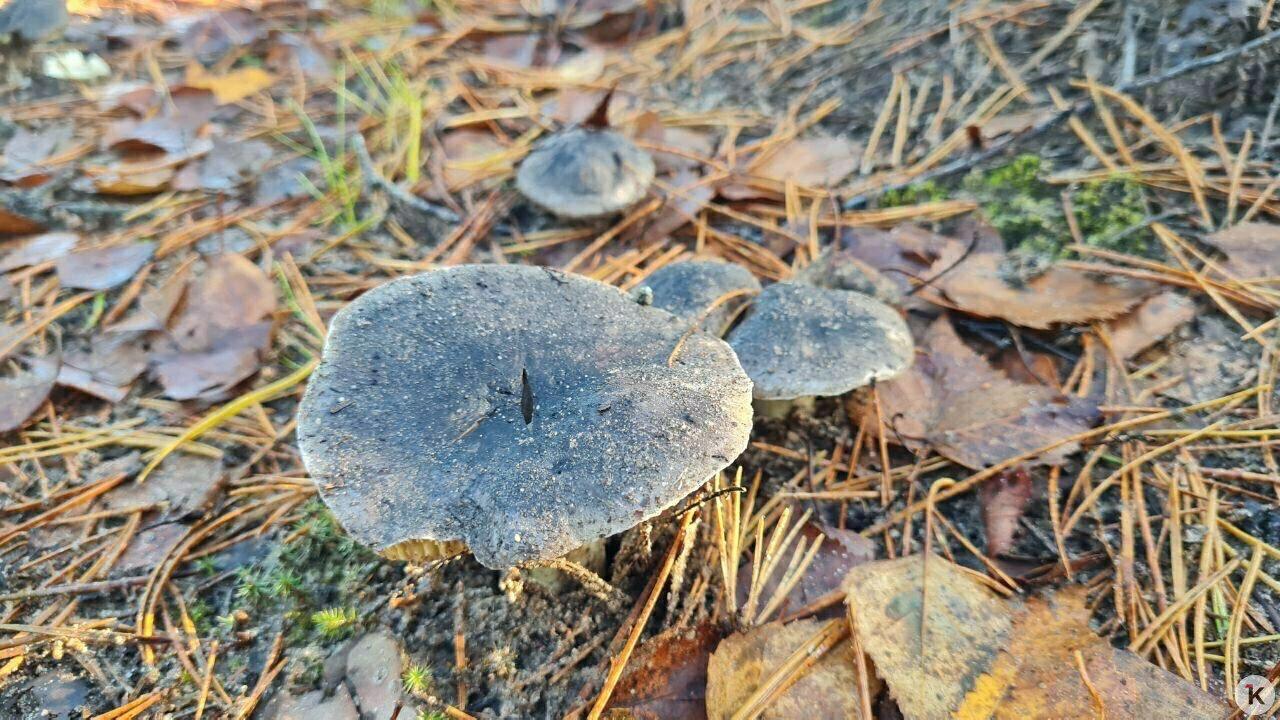 В Краснознаменском районе уродились долгожданные мохнатые опята В Краснознаменском районе уродились долгожданные мохнатые опята