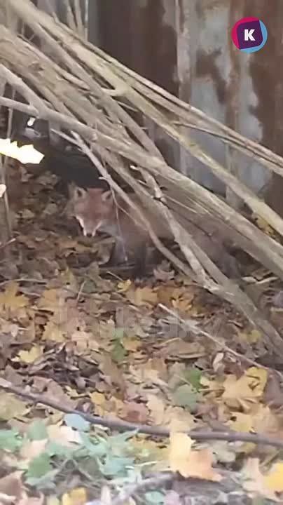 На Ялтинской поселился крошка-лис