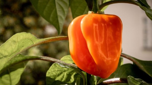Одна ошибка в поливе погубит весь урожай перцев: ее совершает 90% дачников