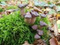 В Краснознаменском районе уродились долгожданные мохнатые опята