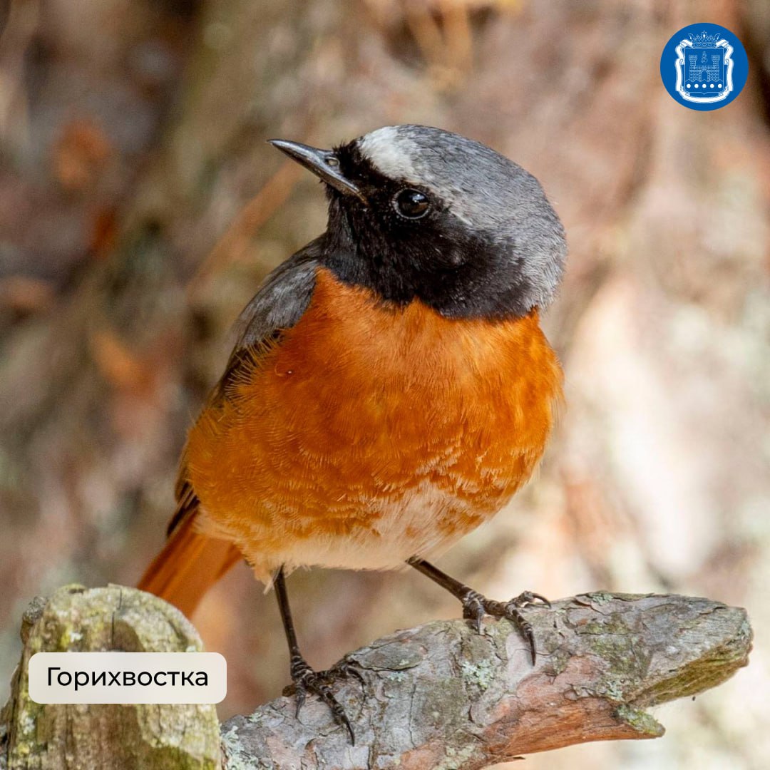 Калининградская область стала победителем Международных Дней наблюдений птиц Калининградская область стала победителем Международных Дней наблюдений птиц