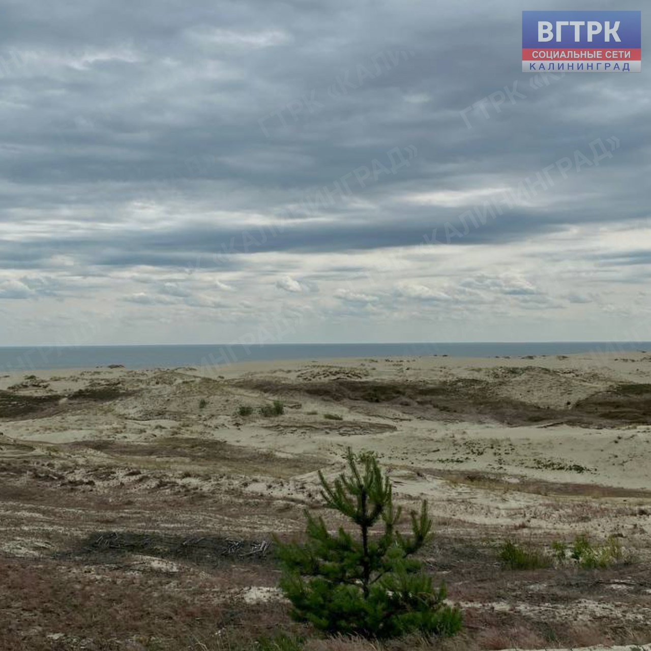Сегодня свой День рождения отмечает национальный парк «Куршская коса» Сегодня свой День рождения отмечает национальный парк «Куршская коса»
