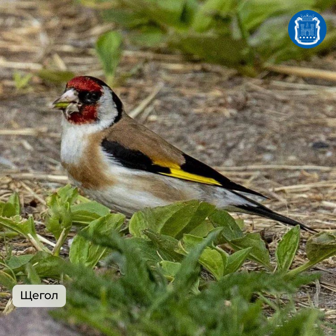 Калининградская область стала победителем Международных Дней наблюдений птиц Калининградская область стала победителем Международных Дней наблюдений птиц