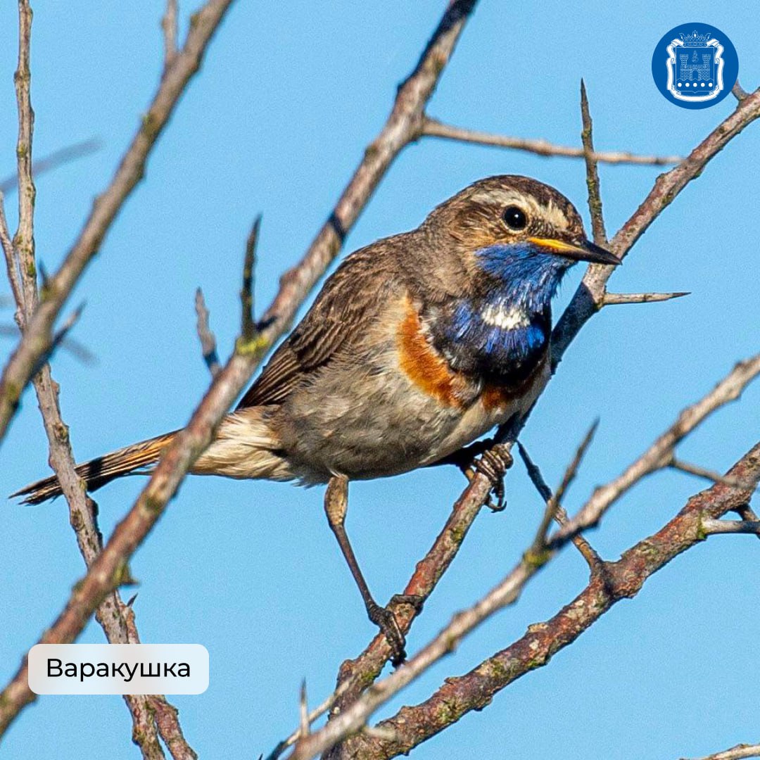 Калининградская область стала победителем Международных Дней наблюдений птиц Калининградская область стала победителем Международных Дней наблюдений птиц