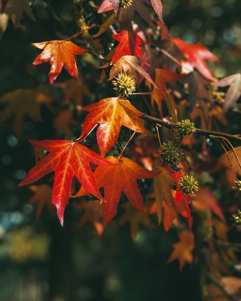 На острове Канта посадят «сокровище заповедников по всему миру»