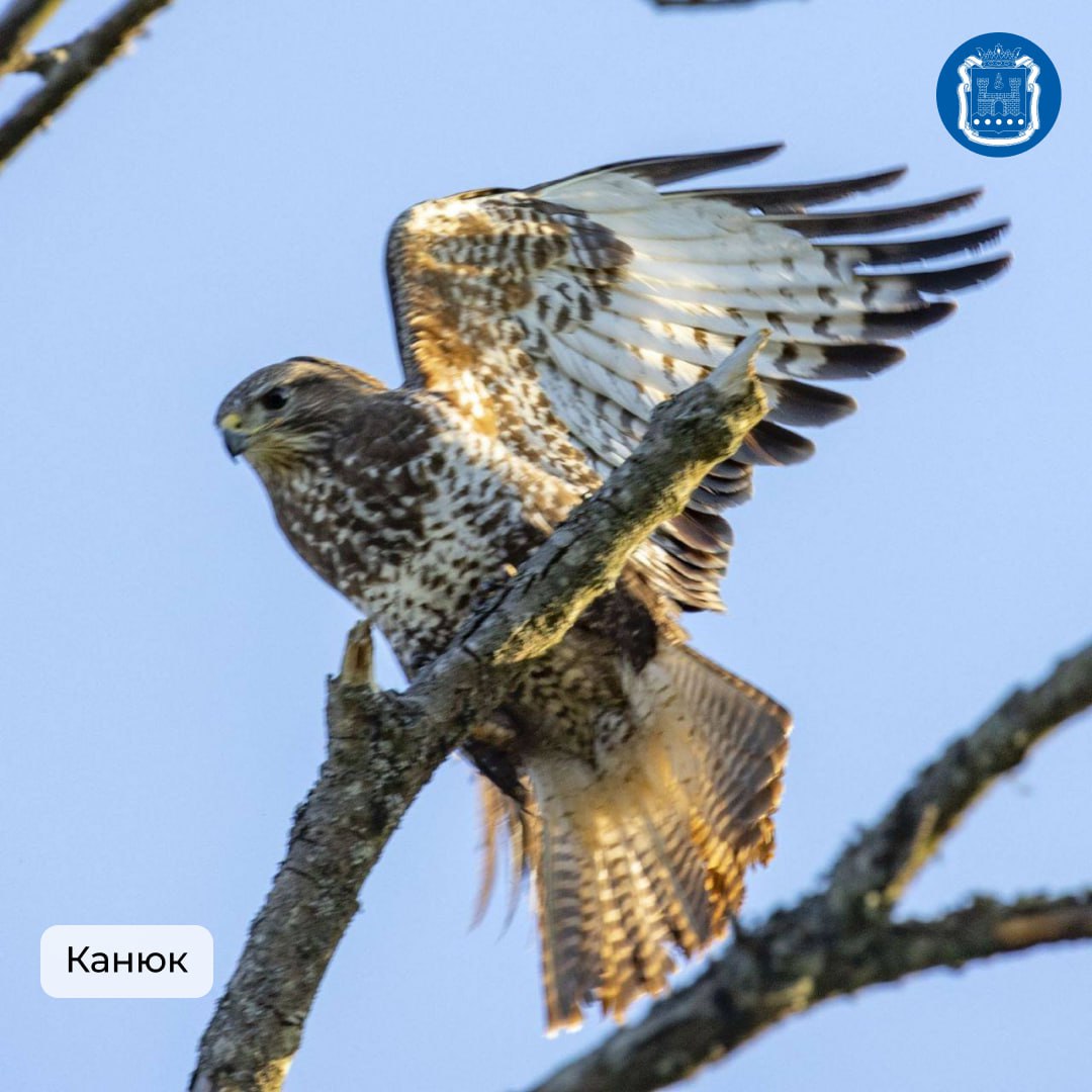 Калининградская область стала победителем Международных Дней наблюдений птиц Калининградская область стала победителем Международных Дней наблюдений птиц