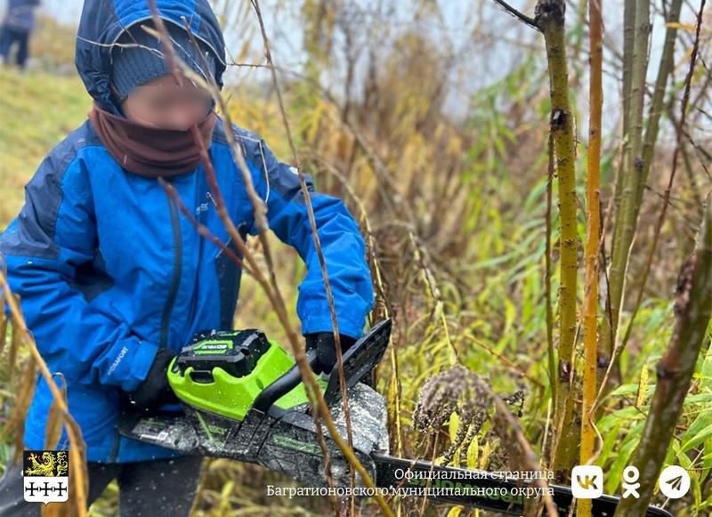 Власти Багратионовска послали мальчика с цепной пилой на расчистку знака