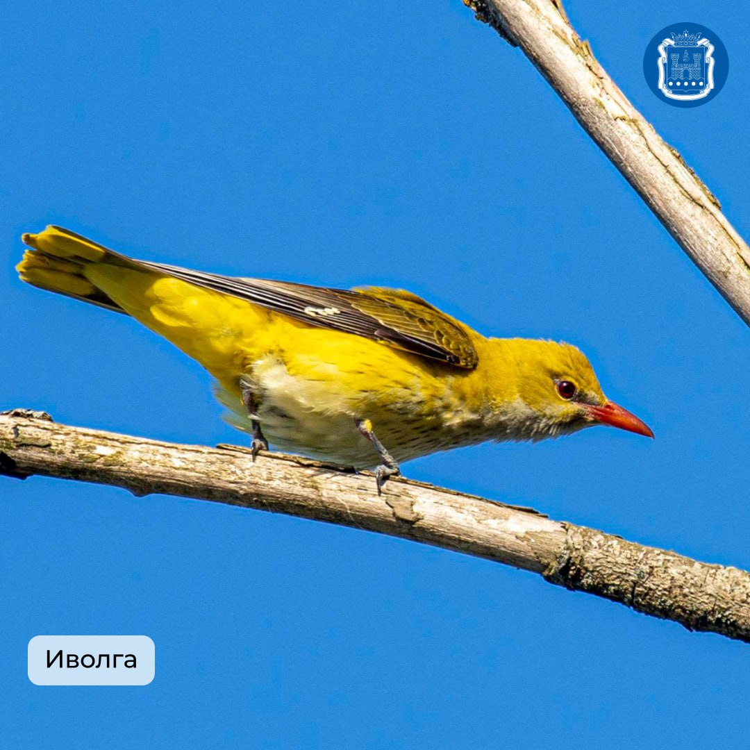Калининградская область стала победителем Международных Дней наблюдений птиц Калининградская область стала победителем Международных Дней наблюдений птиц