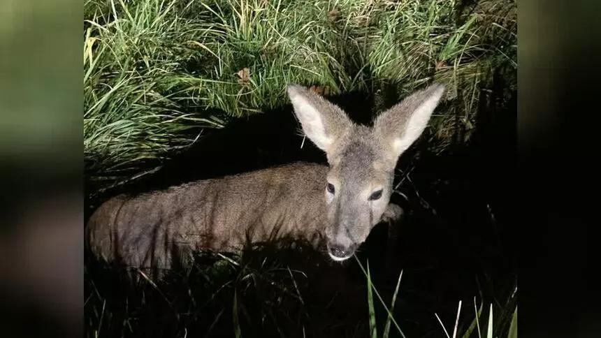 На съезде с Приморского кольца в Зеленоградском районе автомобиль сбил косулёнка