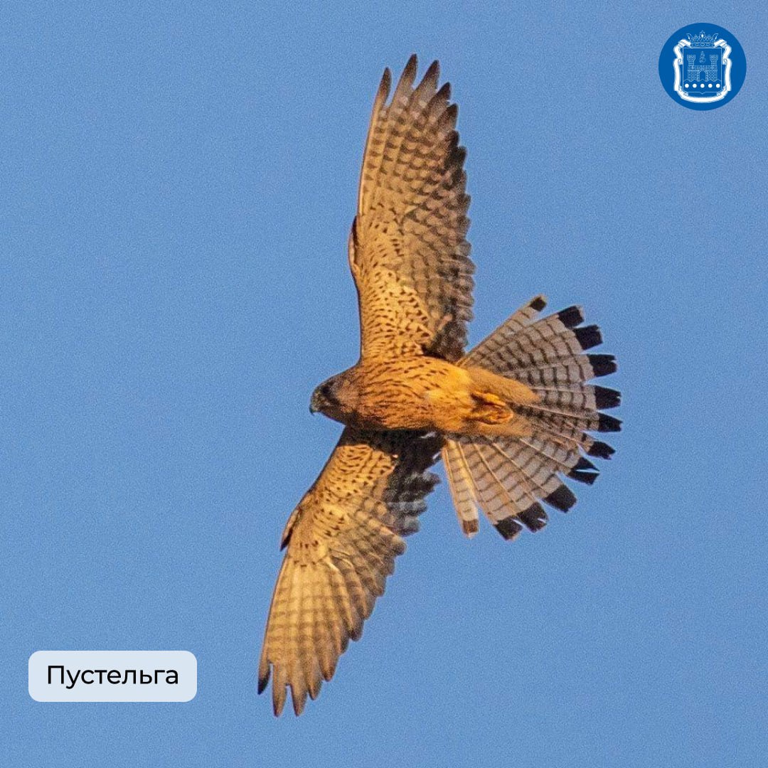 Калининградская область стала победителем Международных Дней наблюдений птиц Калининградская область стала победителем Международных Дней наблюдений птиц