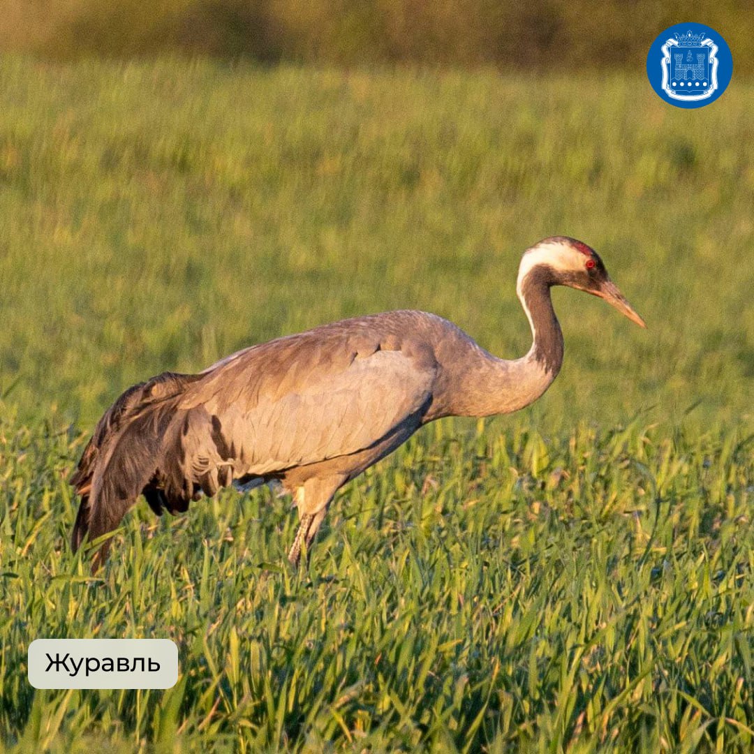 Калининградская область стала победителем Международных Дней наблюдений птиц Калининградская область стала победителем Международных Дней наблюдений птиц