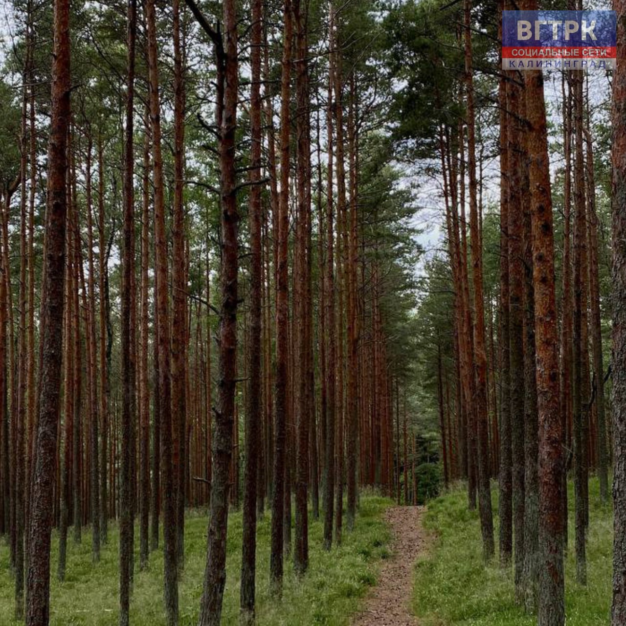 Сегодня свой День рождения отмечает национальный парк «Куршская коса» Сегодня свой День рождения отмечает национальный парк «Куршская коса»