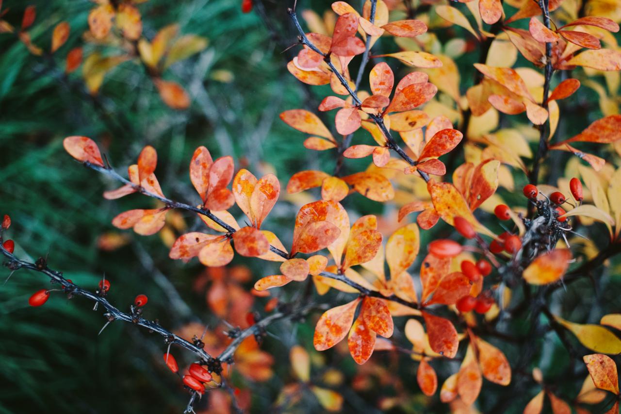 Синоптики рассказали, долго ли жители Калининградской области будут наслаждаться комфортной тёплой погодой