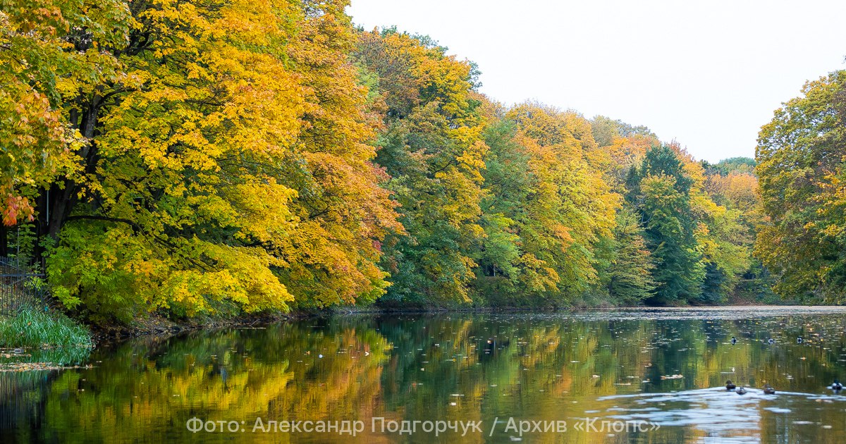 Тихий ноябрь: четверг в Калининграде будет без дождя, ветра и с кусочком солнца
