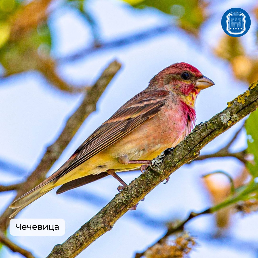 Калининградская область стала победителем Международных Дней наблюдений птиц Калининградская область стала победителем Международных Дней наблюдений птиц