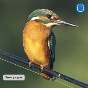 Калининградская область стала победителем Международных Дней наблюдений птиц