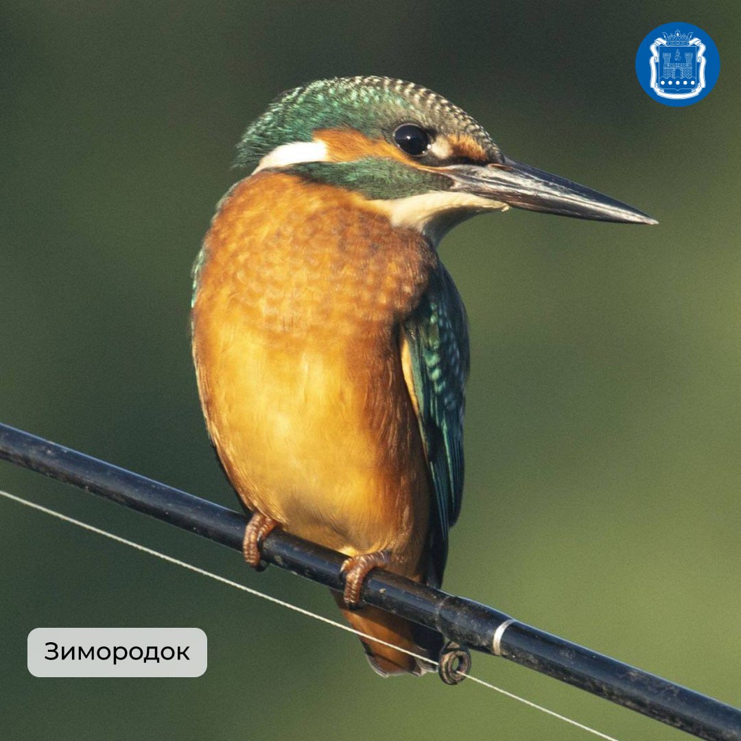 Калининградская область стала победителем Международных Дней наблюдений птиц