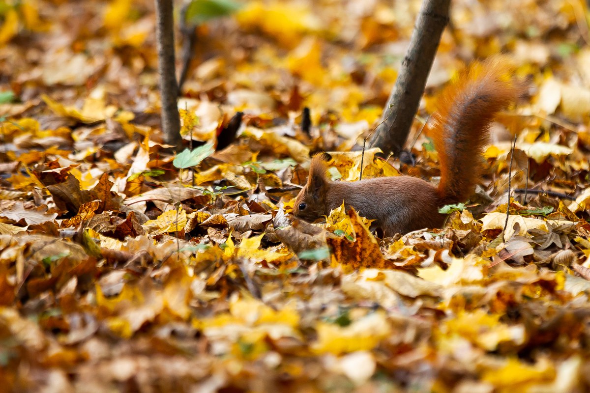 Какую-то нереальную красотку подловил наш фотограф Александр Подгорчук Какую-то нереальную красотку подловил наш фотограф Александр Подгорчук
