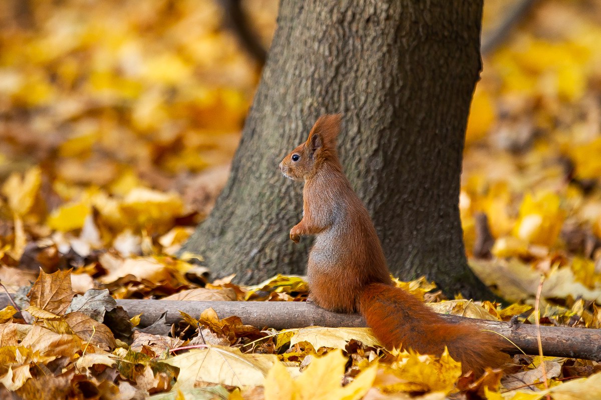 Какую-то нереальную красотку подловил наш фотограф Александр Подгорчук Какую-то нереальную красотку подловил наш фотограф Александр Подгорчук
