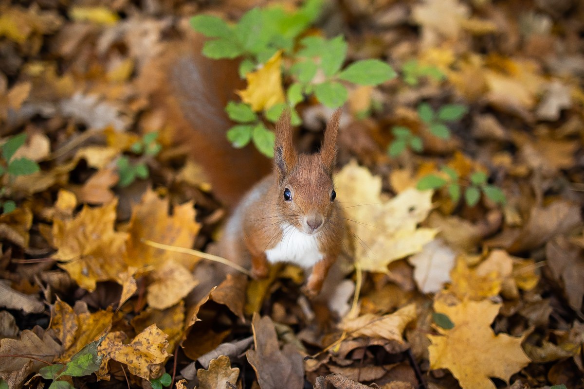 Какую-то нереальную красотку подловил наш фотограф Александр Подгорчук Какую-то нереальную красотку подловил наш фотограф Александр Подгорчук