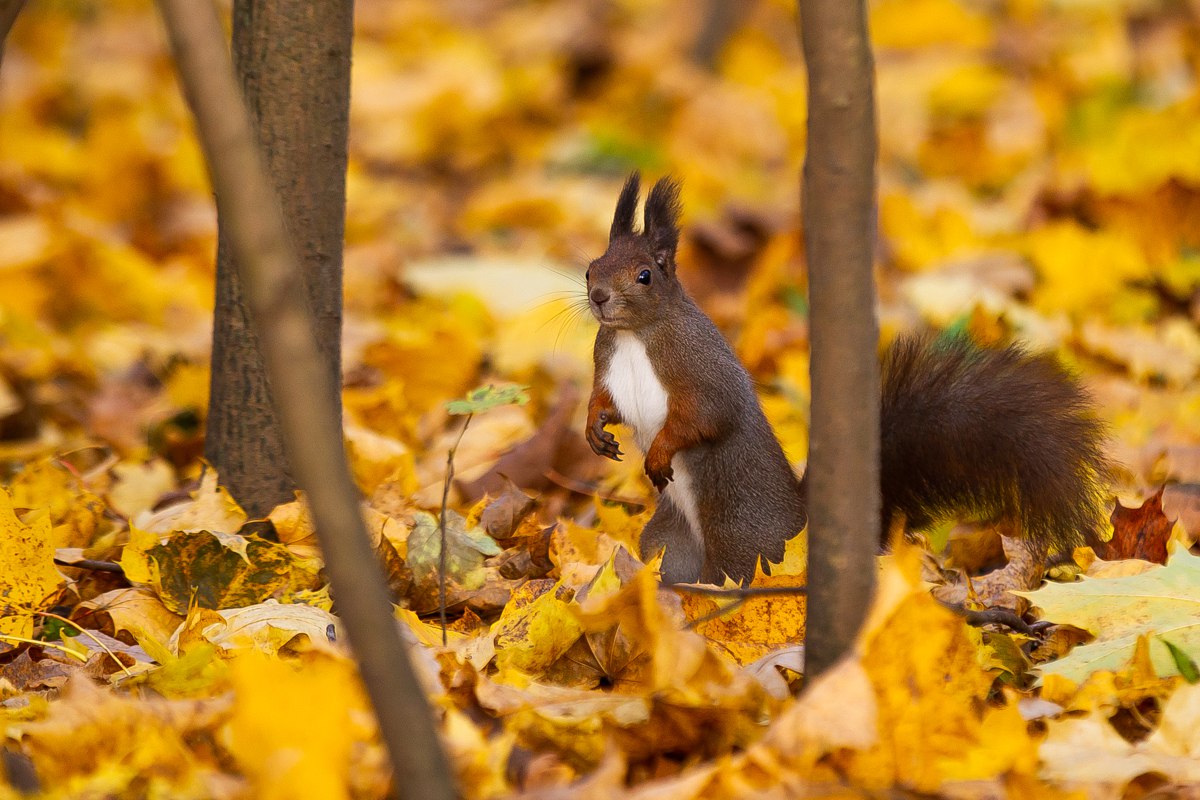 Какую-то нереальную красотку подловил наш фотограф Александр Подгорчук Какую-то нереальную красотку подловил наш фотограф Александр Подгорчук