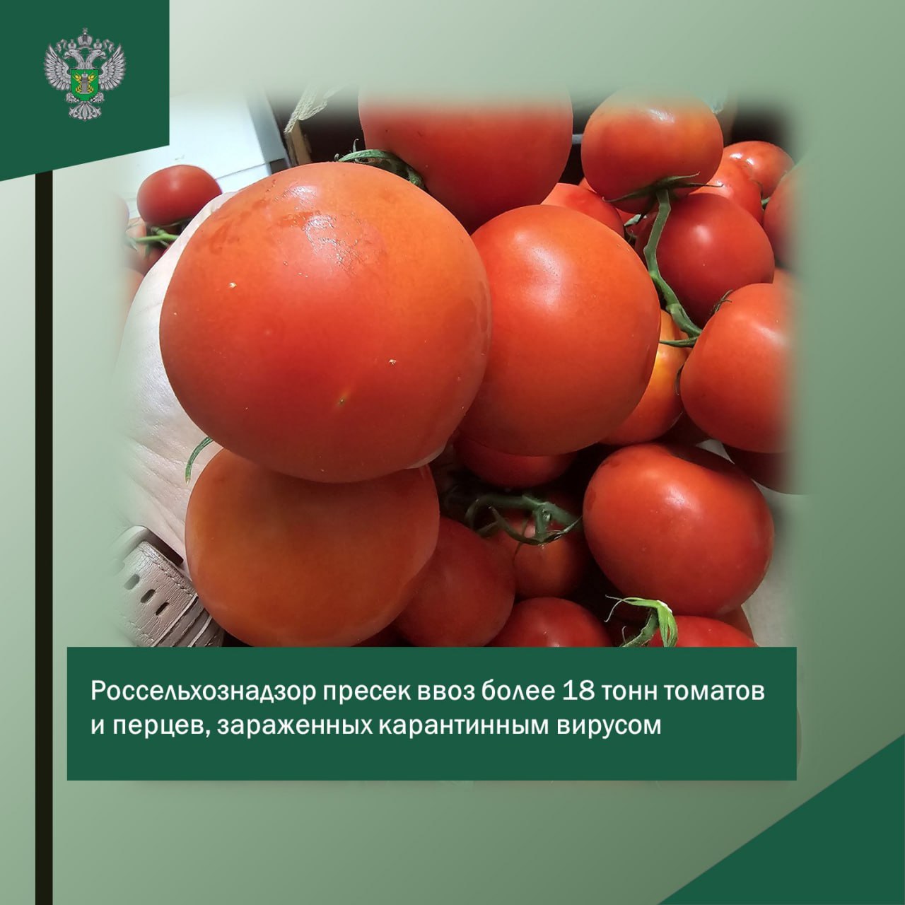 Россельхознадзор предотвратил ввоз в Калининградскую область более 18 тонн зараженных томатов и перцев из Турции