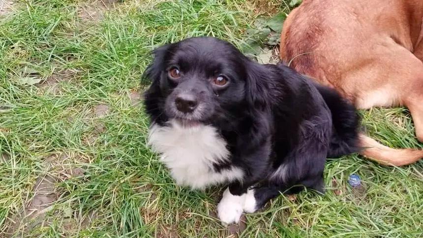 В Зеленоградске собака укусила 9-летнего мальчика, с хозяйки решили взыскать 15 тысяч рублей