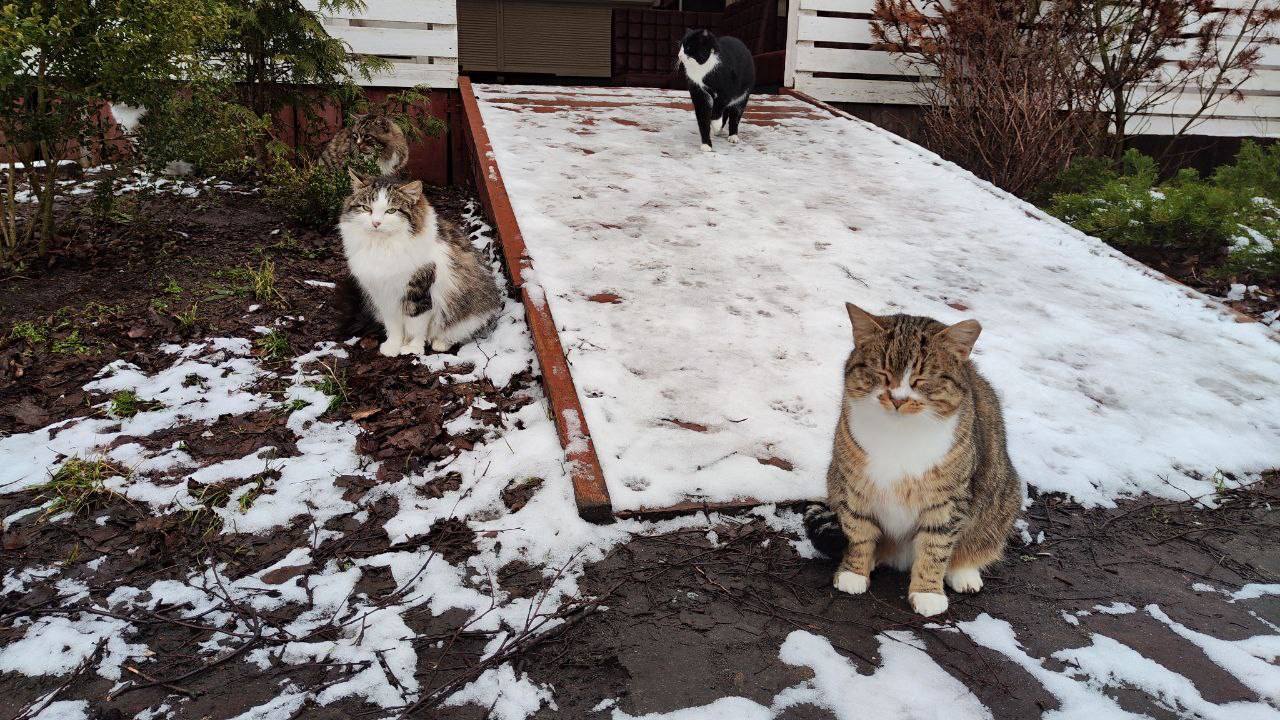 Метеорологи рассказали, когда в Калининграде ждать первый снег