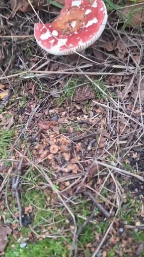 На Куршской косе стали чаще штрафовать за сбор грибов в неположенном месте