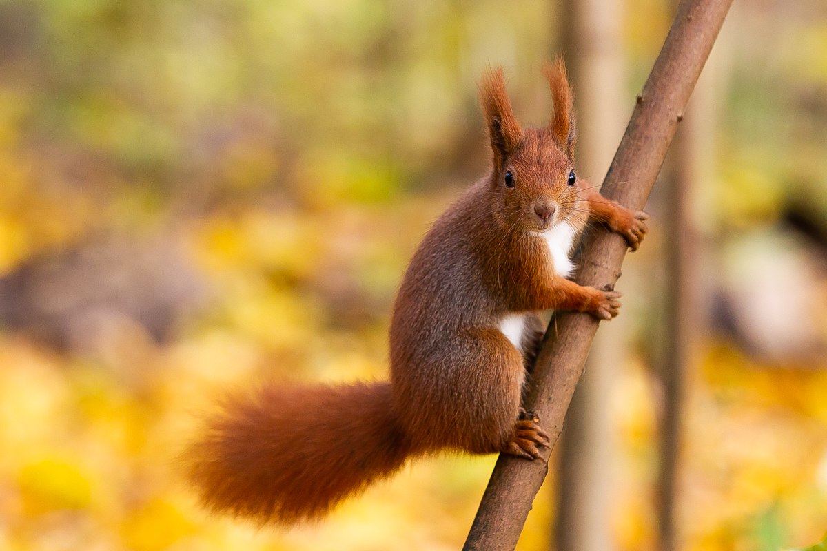 Какую-то нереальную красотку подловил наш фотограф Александр Подгорчук Какую-то нереальную красотку подловил наш фотограф Александр Подгорчук