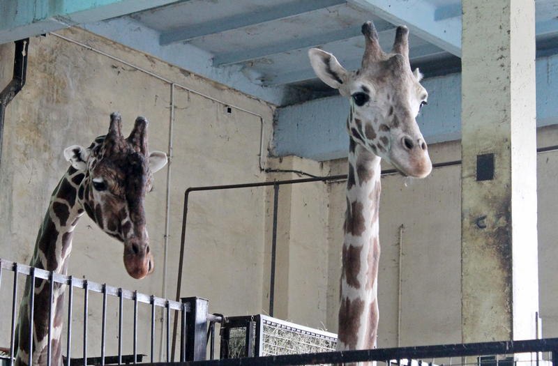 В Калининграде умер жираф. Мэру пытались спасти