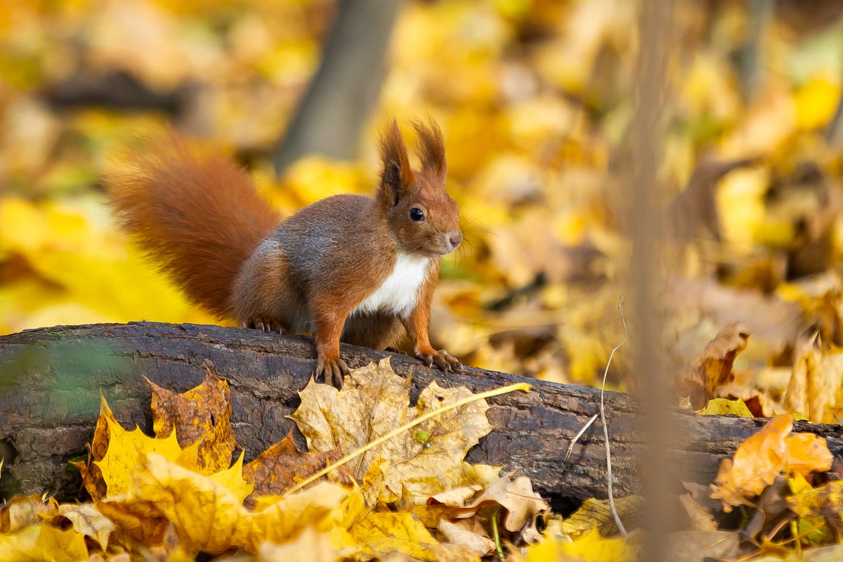 Какую-то нереальную красотку подловил наш фотограф Александр Подгорчук Какую-то нереальную красотку подловил наш фотограф Александр Подгорчук